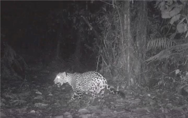 Jaguar photographed by camera trap