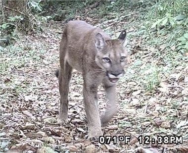 Puma, photographed by camera trap