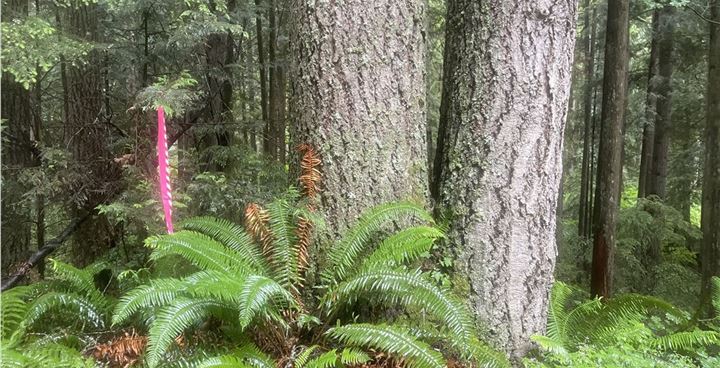 Wishbone Timber Sale, King County Washington