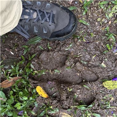 Tapir footprint