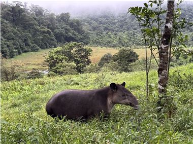 Baird's Tapir