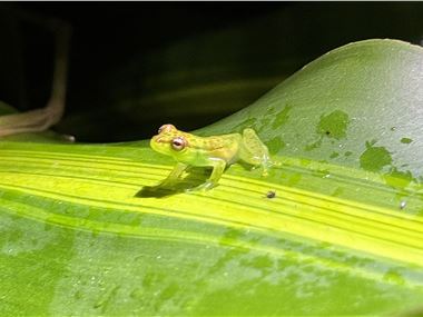 Rare frog.
