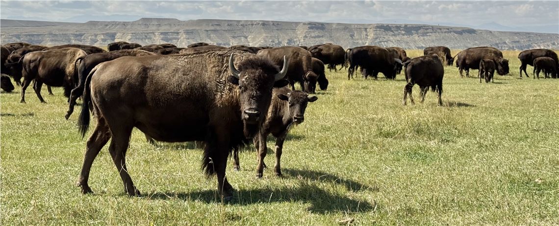 Butfalo Grazing Wind River